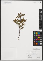 Foto von Salix myrtilloides L.